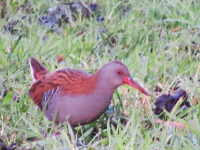 Water Rail