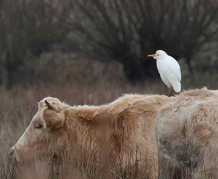 Cattle Egret