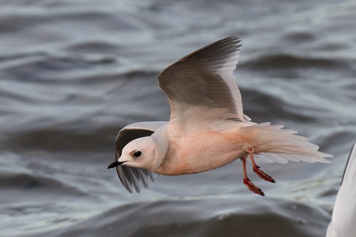Ross's Gull