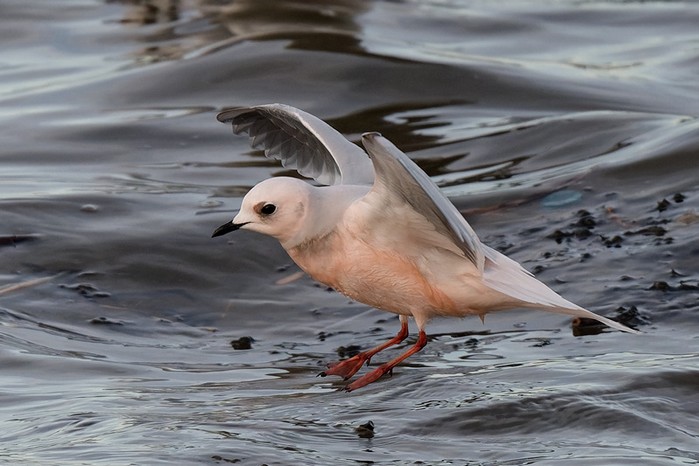 Ross's Gull