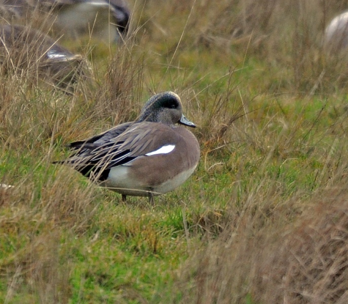 American Wigeon