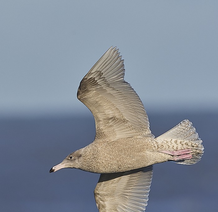 Glaucous Gull