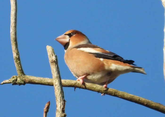 Hawfinch