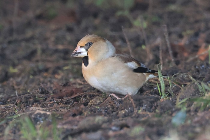 Hawfinch