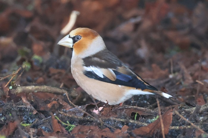 Hawfinch