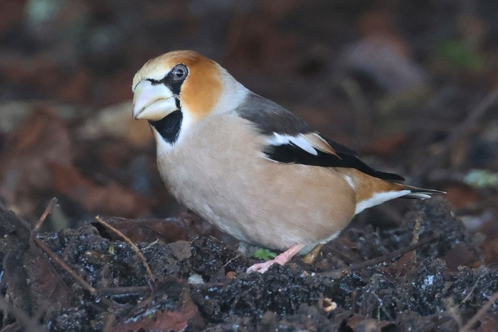 Hawfinch