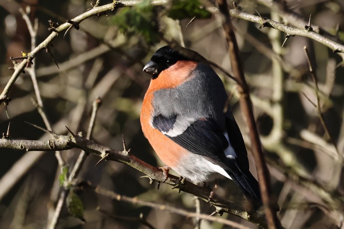 Bullfinch