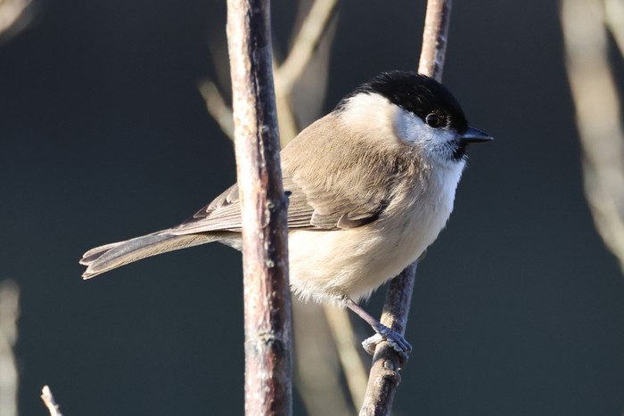 Marsh Tit