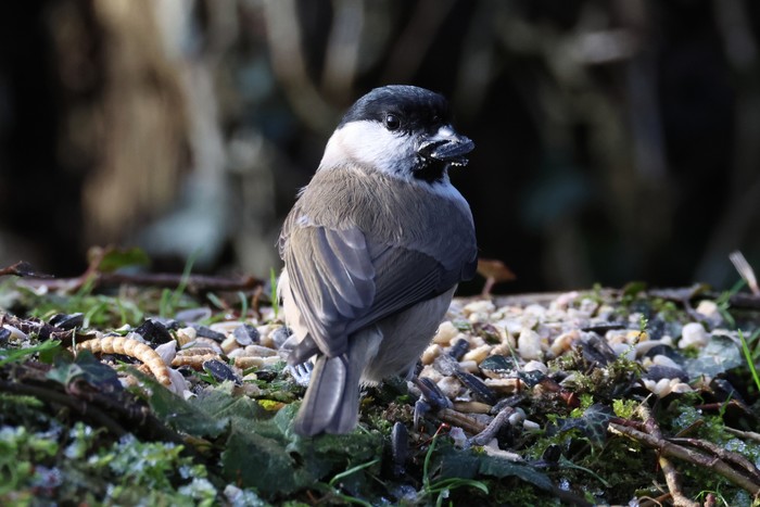 Marsh Tit