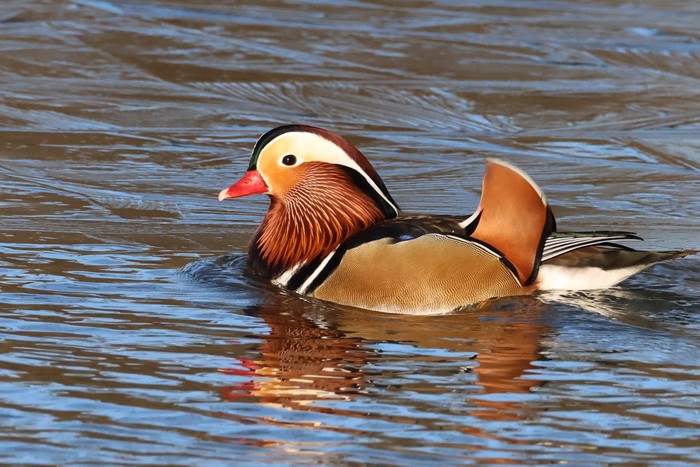 Mandarin Duck