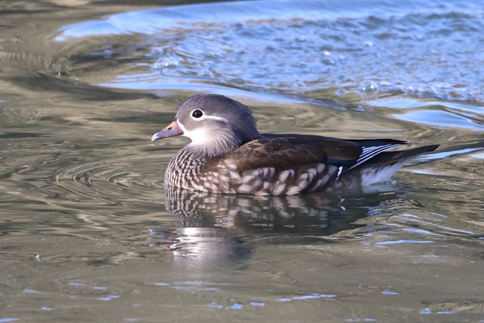 Mandarin Duck