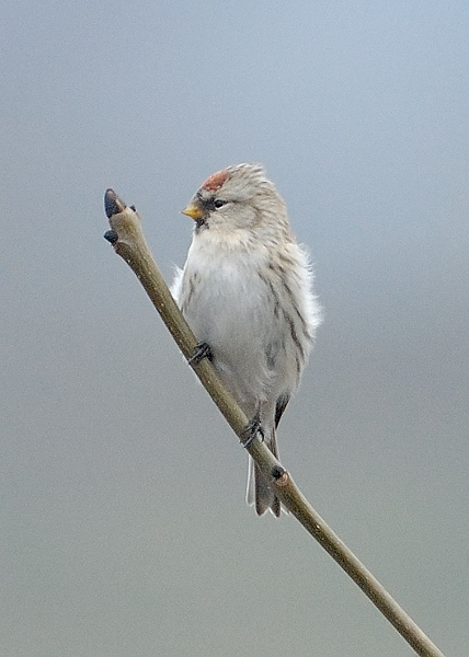 Coues's Arctic Redpoll