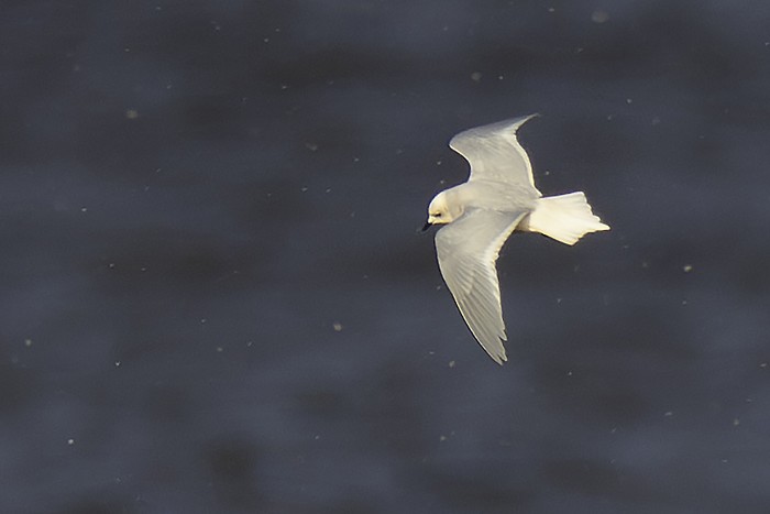 Ross's Gull
