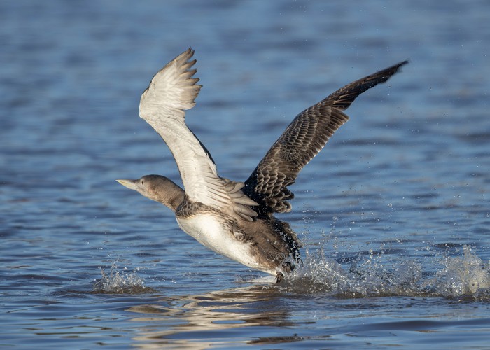 White-billed Diver