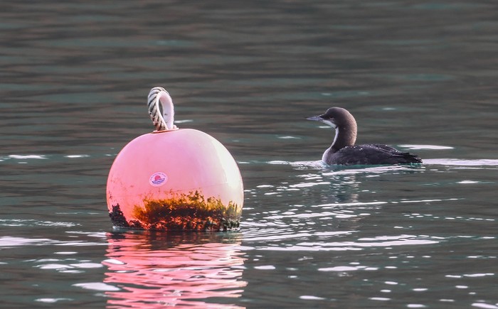 Pacific Diver