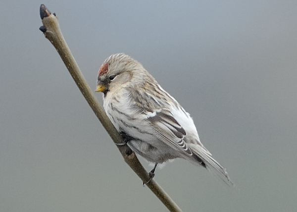 Coues's Arctic Redpoll