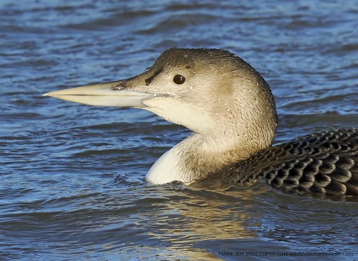 White-billed Diver