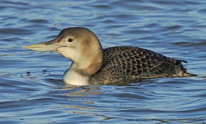 White-billed Diver