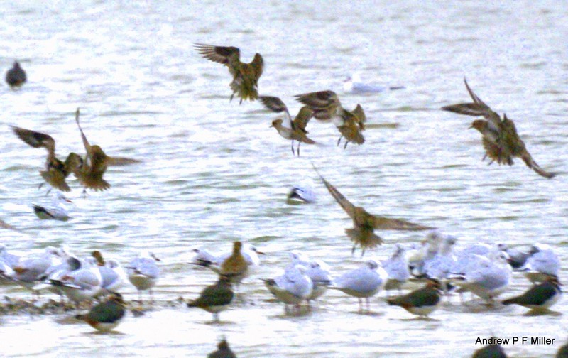 Golden Plover