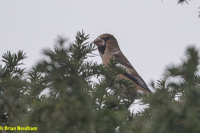 Hawfinch