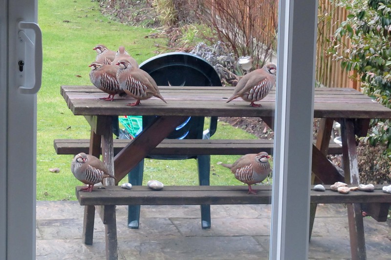 Red-legged Partridge