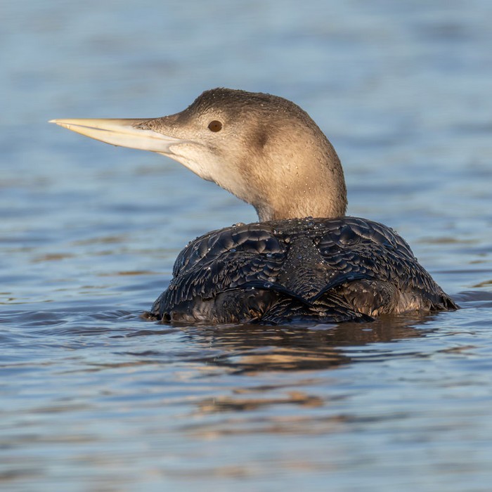 White-billed Diver