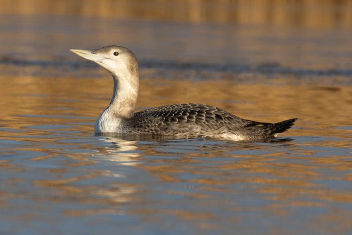 White-billed Diver