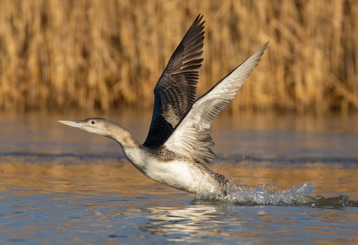 White-billed Diver
