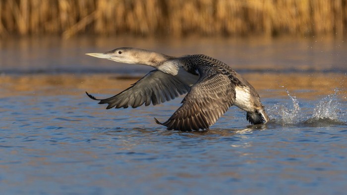 White-billed Diver