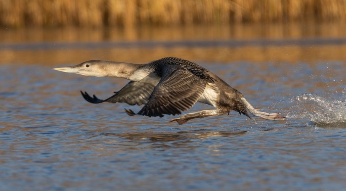 White-billed Diver
