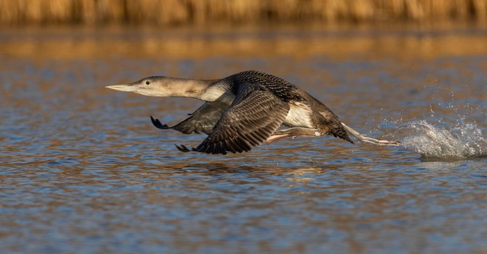 White-billed Diver