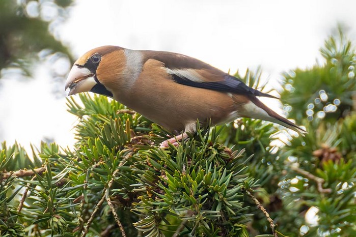 Hawfinch