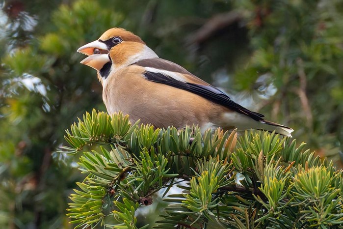 Hawfinch