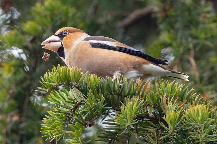 Hawfinch