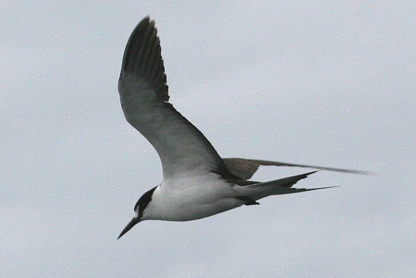 Sooty Tern