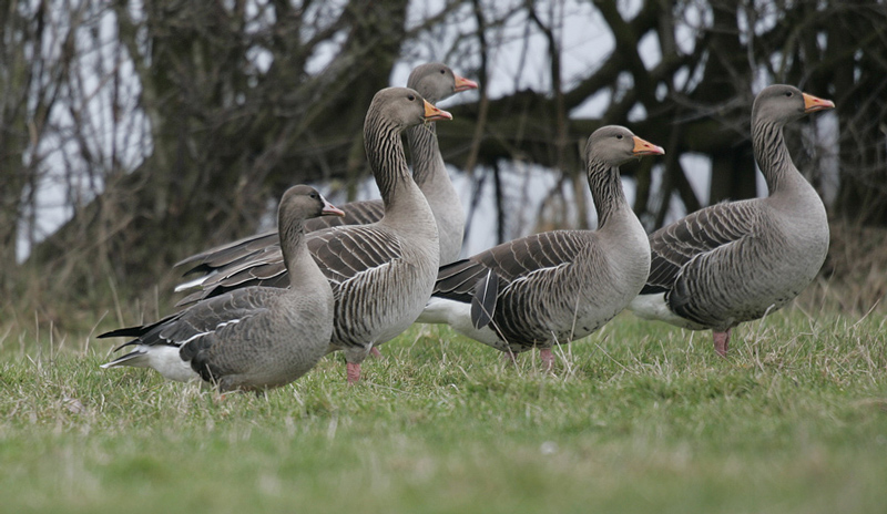 White-fronted Goose