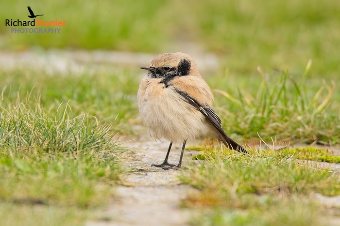 Desert Wheatear