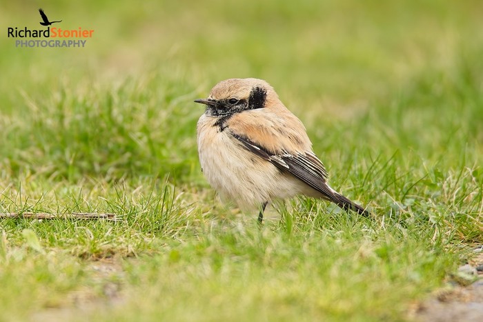 Desert Wheatear