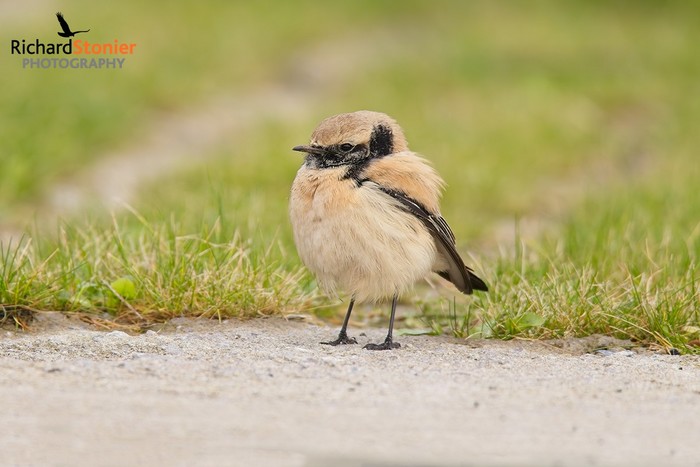 Desert Wheatear