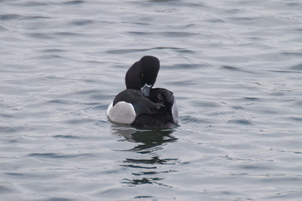 Ring-necked Duck