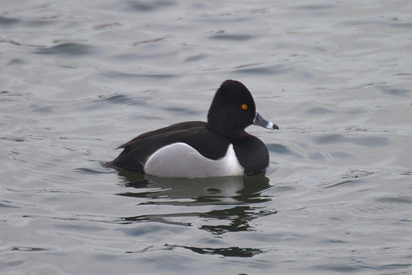Ring-necked Duck