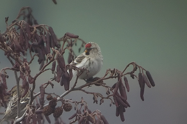 Coues's Arctic Redpoll