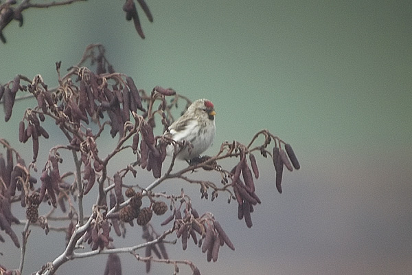 Coues's Arctic Redpoll