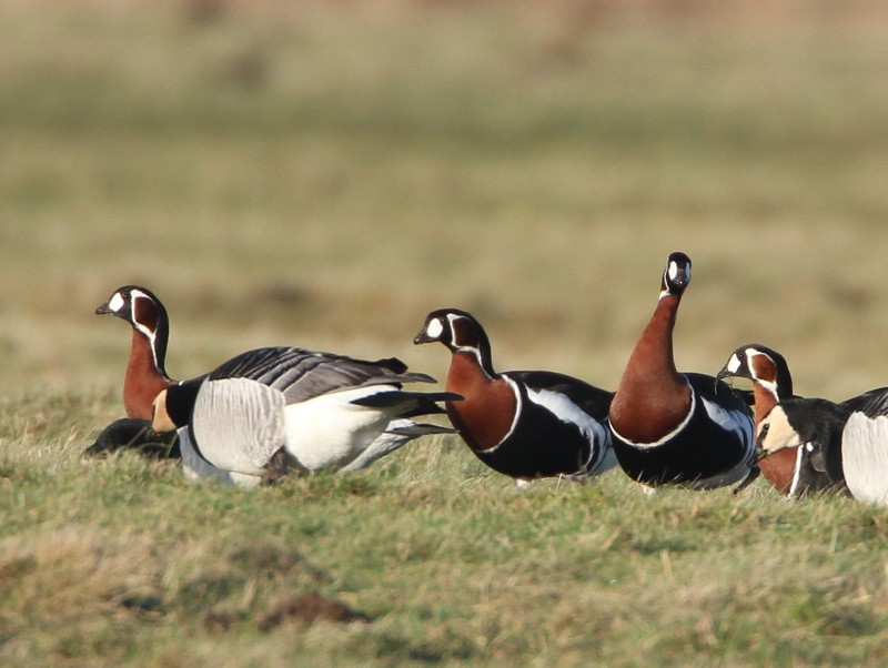 Red-breasted Goose
