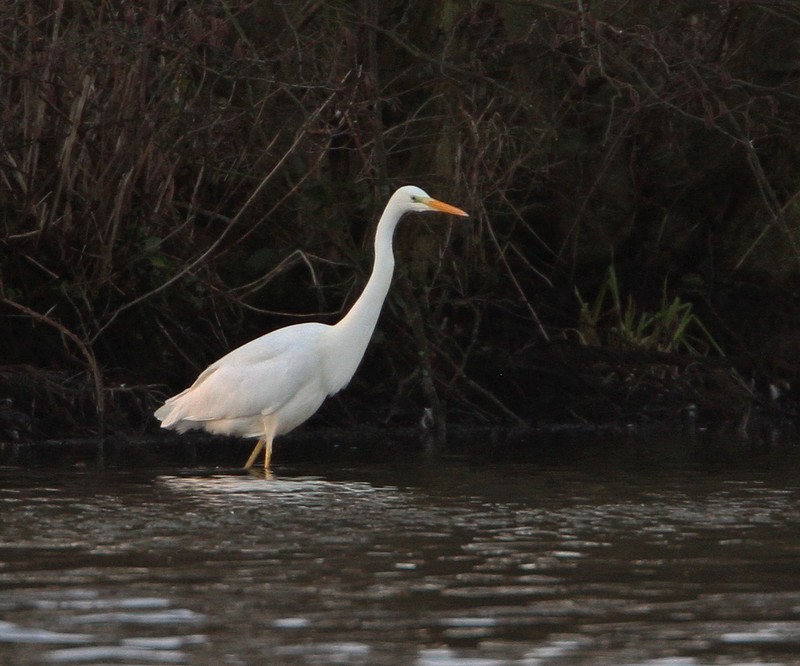Great White Egret
