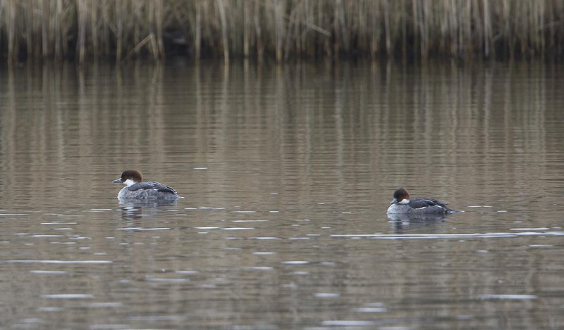 Smew
