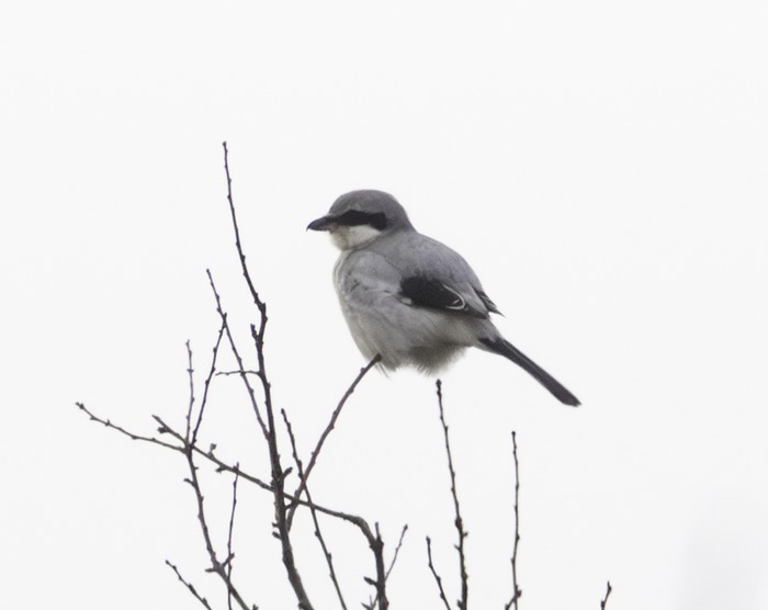 Great Grey Shrike