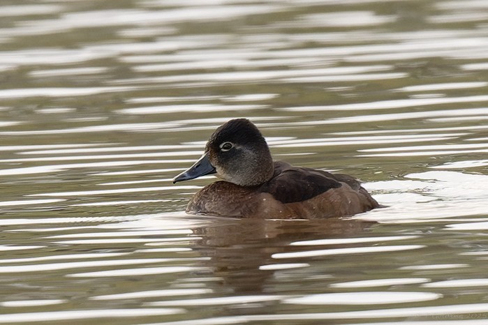 Ring-necked Duck