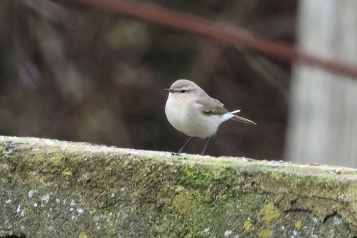Siberian Chiffchaff