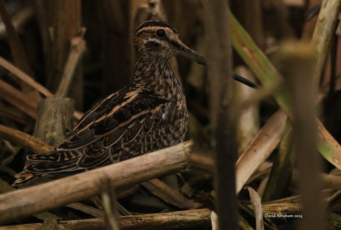 Snipe